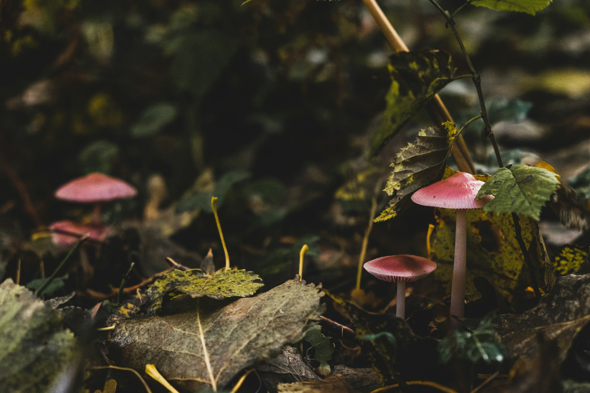 Bodi raw gjpBdlC2aQ8 unsplash