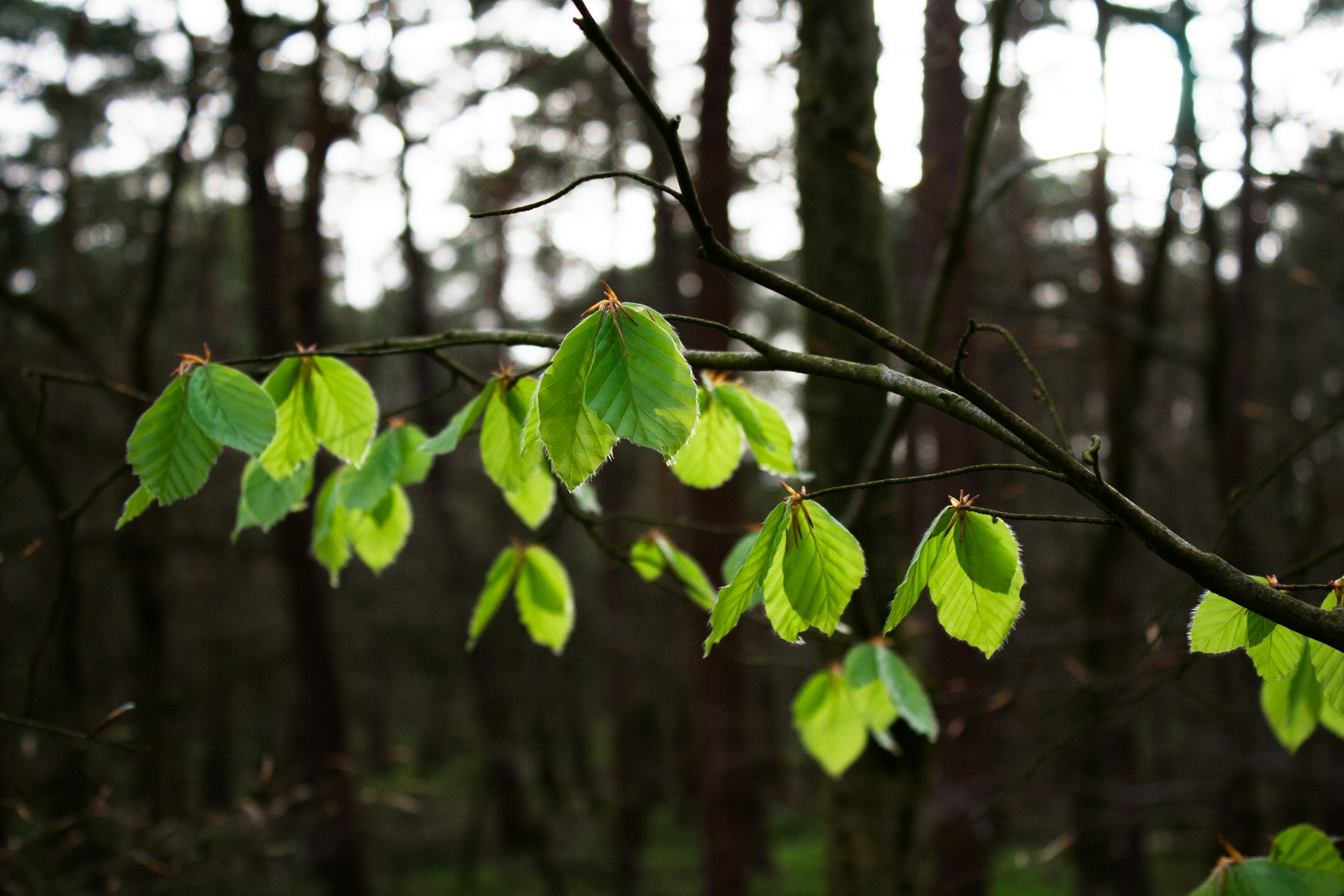 Hidde joustra bhpoAxDvEP4 unsplash