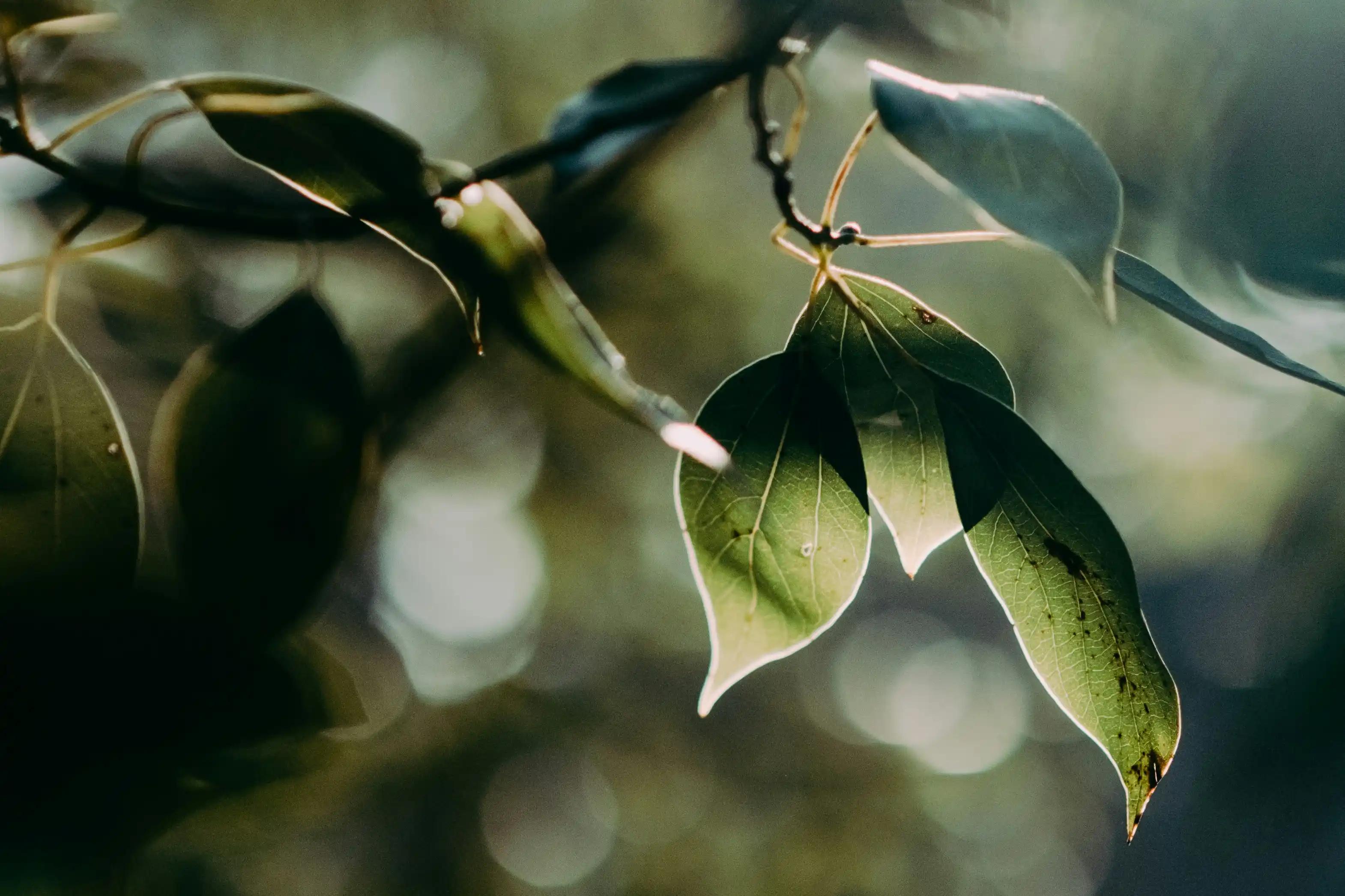 Ling hua evmMfXZi Ok unsplash (2)